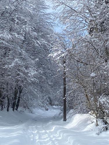 a snow covered path in a forest with snow covered trees at Casa Monte Zebio in Asiago