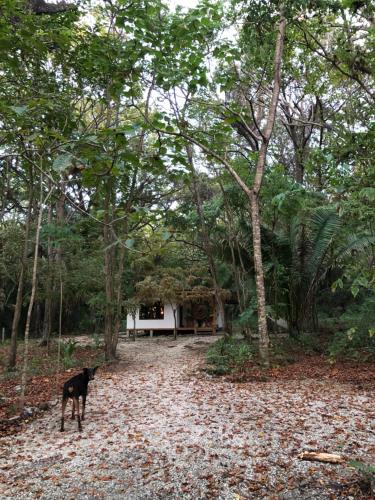 Casa venado – Photos 2