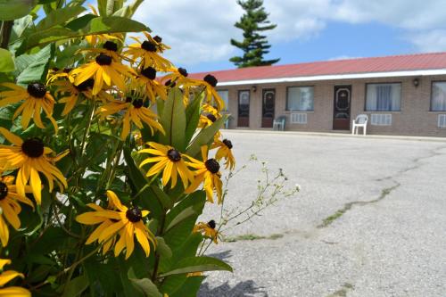 a bunch of yellow flowers in front of a building at Lighthouse Motel in Walkerton