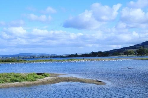 a flock of birds standing in a large body of water at Lakeview Small Studio in Rotorua