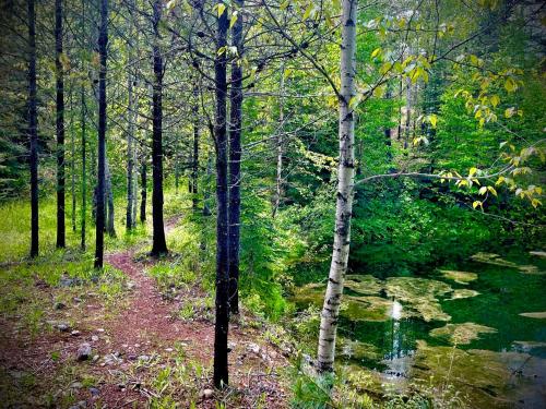 a path in a wooded area with a stream at Moss Mountain Inn in Columbia Falls