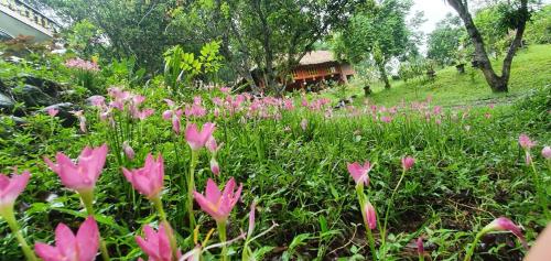 a field of pink flowers in front of a house at Pài Bjooc homestay in Làng Mán