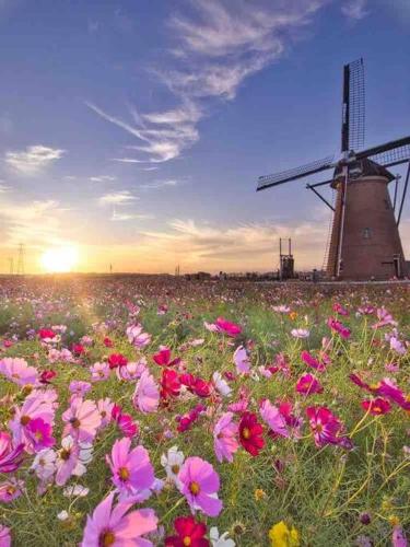 a field of flowers with a windmill in the background at 手ぶらBBQ 京成佐倉駅徒歩4分 貸切宿泊　3LDK80平米以上　成田空港近い　駐車場４台(無料) in Sakura