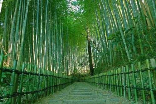 a path through a bamboo forest with a fence at 手ぶらBBQ 京成佐倉駅徒歩4分 貸切宿泊　3LDK80平米以上　成田空港近い　駐車場４台(無料) in Sakura