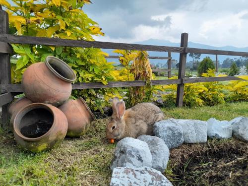 a rabbit sitting next to some rocks and a fence at Ruta de los volcanes in Machachi