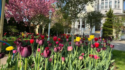 a field of tulips in front of a house at Bedham Hall B&B in Niagara Falls