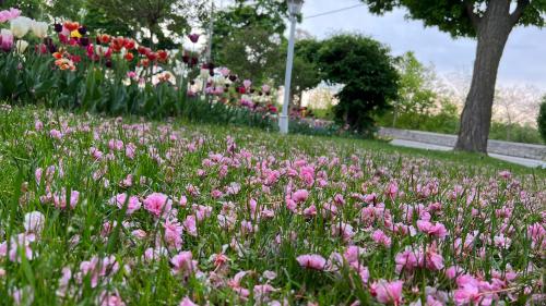 a field of pink flowers in a park at Bedham Hall B&B in Niagara Falls