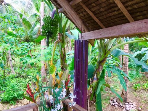 a bunch of bananas hanging from a banana tree at Camotes Cay Hideaway in San Francisco