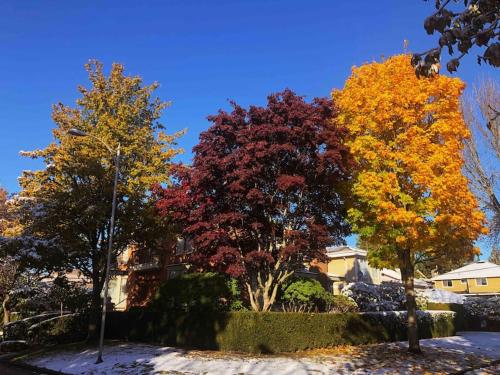 a group of trees with colorful leaves in front of a house at Super Cosy 8Bed & 6Bath in Vancouver heart near to airport and DownTown in Vancouver