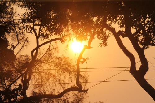 a sunset between two trees with the sun behind them at Sajeev Home Stay in Cherai Beach