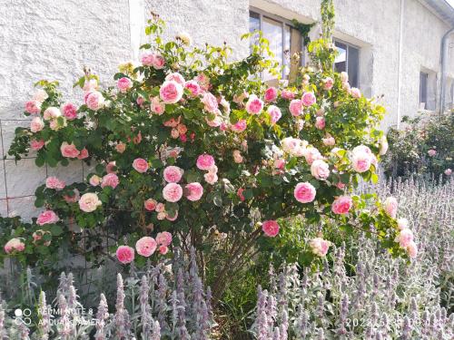 Billede fra billedgalleriet på Maison de la Vaux i Germonville