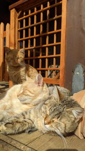 three cats laying next to each other on the floor at Room in Casa Castiglia a Woodhouse with Beautiful View close Madonie Park in Castelbuono