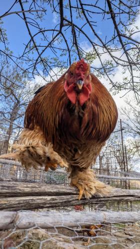 a brown chicken standing on top of a fence at Room in Casa Castiglia a Woodhouse with Beautiful View close Madonie Park in Castelbuono