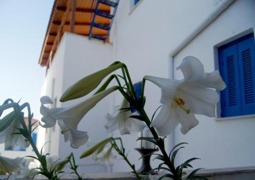Gallery image of Idroussa in Batsi