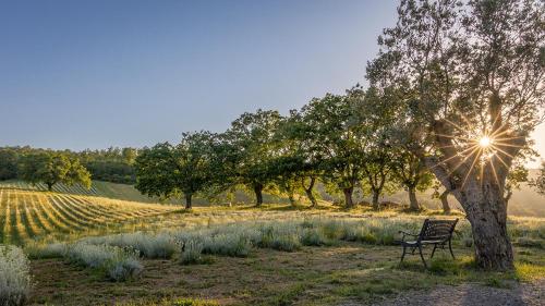a bench sitting under a tree in a field at Il Poggio di Teo in Manciano