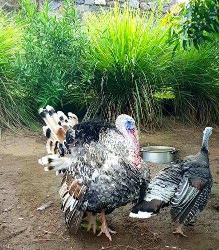 a group of birds standing in the dirt at Stargate Villa Pintu Bintang in Pawenang