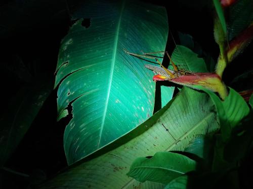 Kiskadee House – Photos 3