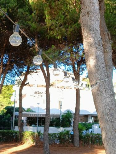 a group of lights hanging from a tree at Hotel Petit in Silvi Marina