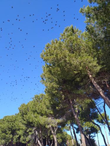 a flock of birds flying in the sky above trees at Hotel Petit in Silvi Marina