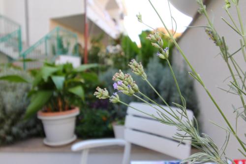 Zahrada ubytování Apartman Nika - Marija