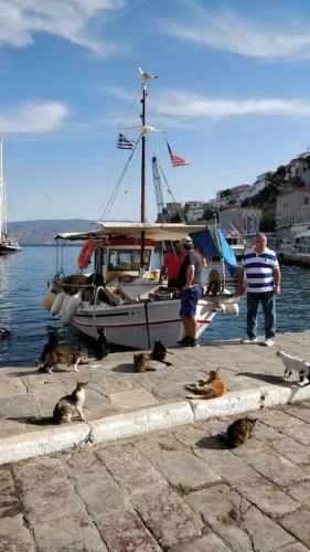 a group of cats sitting on a dock with a boat at Braxos A beautiful rocky place in Hydra