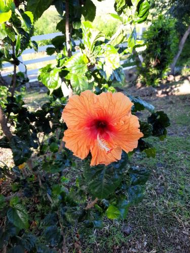 an orange flower is sitting on the grass at Villa le flamboyant in Le Marin