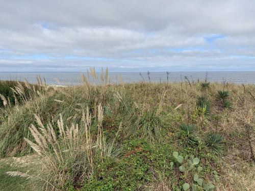 un campo de hierba con el océano en el fondo en Sandy Dunes at the Beach - Beachfront, Wi-Fi, Pets home, en North Camellia Acres