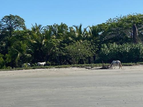 three horses grazing on a beach with trees in the background at Casa Maiana in Sámara