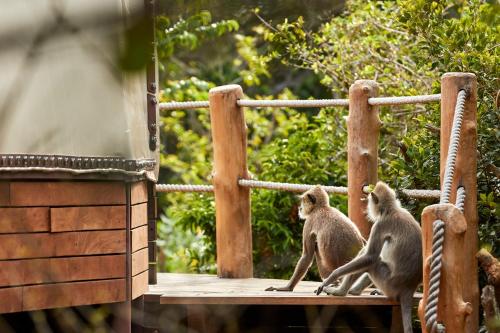 two monkeys are standing on a wooden bridge at Wild Coast Tented Lodge - Relais and Chateaux - All Inclusive in Yala