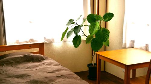 a plant in a room with a table and a window at women only ulala guesthouse - Vacation STAY 44819v in Hagi