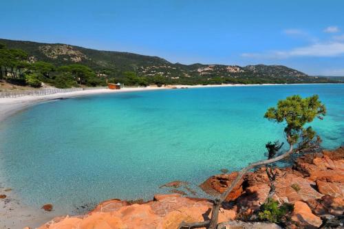 a tree on the shore of a beach at Casa Agatha : Villa avec piscine in Figari