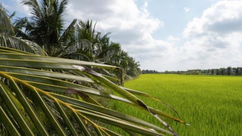a rice field with palm trees in the foreground at Coco Happy Farm in Ben Tre