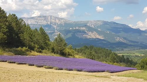 een veld van paarse bloemen met bergen op de achtergrond bij Le Tamaris in Die