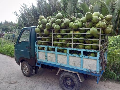 a blue truck filled with lots of green coconuts at Coco Happy Farm in Ben Tre
