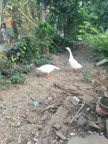 two white birds standing in a dirt field at Coco Happy Farm in Ben Tre