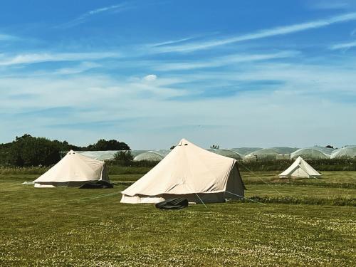 a group of three tents in a field at Strawberry Fields Glamping at Cottrell Family Farm in Wokingham