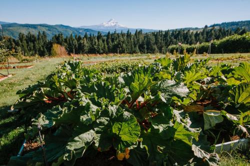 a field full of cabbage plants in a field at Sakura Ridge Farm & Lodge in Hood River