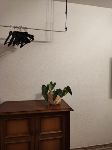 a wooden cabinet with a plant on top of it at Stucky No. 22 in Bayreuth