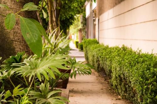 una acera revestida de plantas junto a un edificio en Suite 1-A Monasterio Garden House Welcome to San Angel, en Ciudad de México