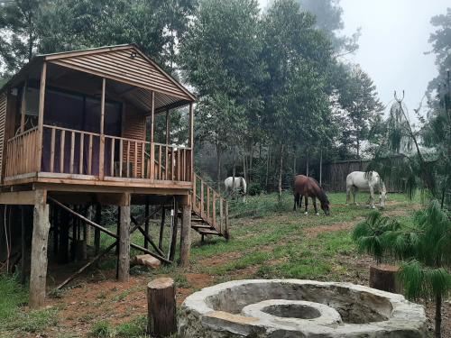 a group of horses grazing in a field with a house at Diamond Vault Rustic Mountain Cabins in Hogsback