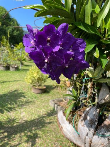 a purple flower in a pot in a yard at Orchid Sunset Guest House in Baie Lazare Mahé