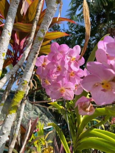 a bunch of pink flowers in front of a tree at Orchid Sunset Guest House in Baie Lazare Mahé