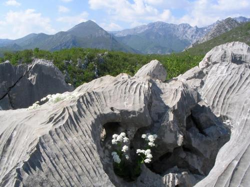 a large rock formation with white flowers on it at Apartments and Rooms Degenija in Starigrad-Paklenica