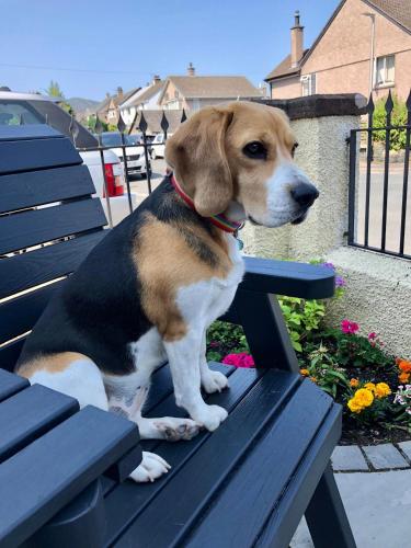 a brown and white dog sitting on a bench at Salisbury Guest House in Keswick