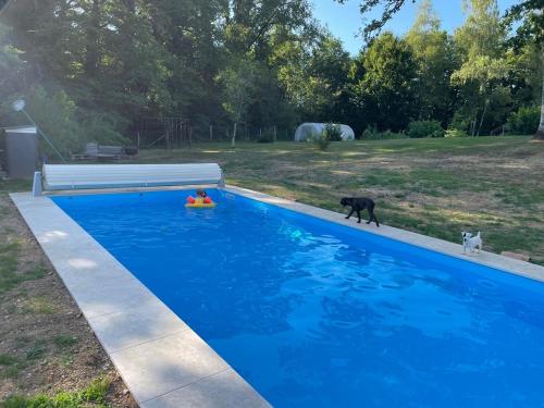 un chien et une personne dans un jouet dans une piscine dans l'établissement LES 2 CHENES, à Les Riffes