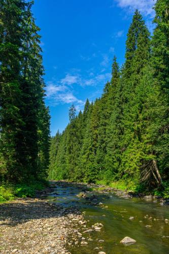 a river in the middle of a forest at Arnika Hotel in Bukovel