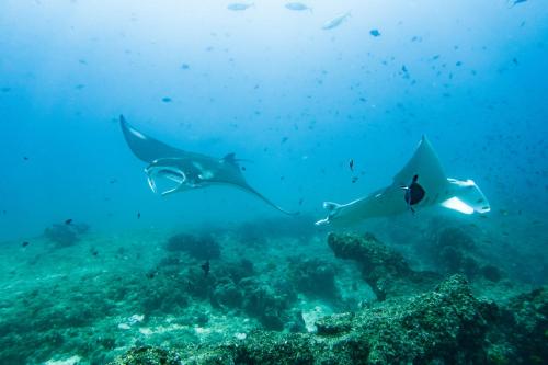 a group of stingrays swimming over a coral reef at Kitesurf Tofo House in Praia do Tofo