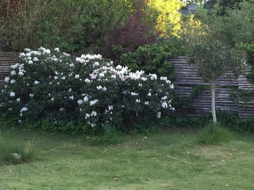 a bush of white flowers in a yard at En perle af et sommerhus tæt på både strand og by in Hornbæk