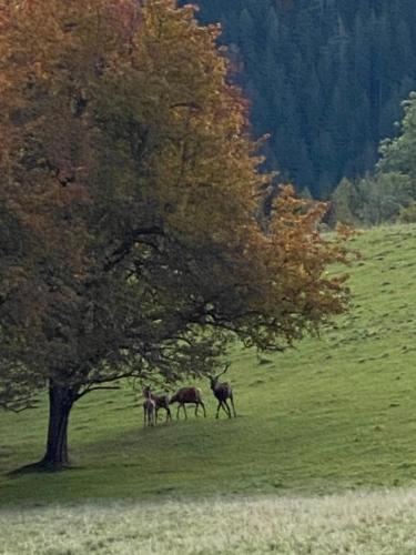 three animals walking under a tree in a field at Dein HimmelReich - Ruheoase im Almenland auf 1000m über'm Alltag in Kloster