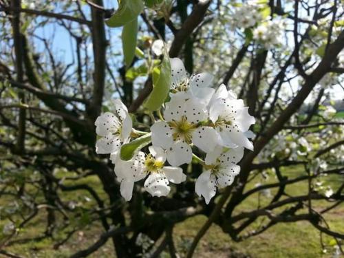 Foto dalla galleria di Azienda agrituristica Scotti a Somma Lombardo